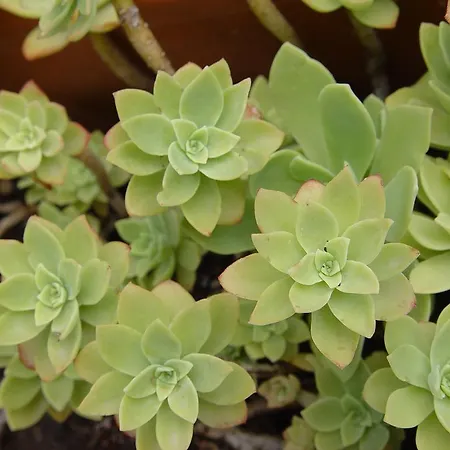 Jovic Lejlighed Mali Lošinj