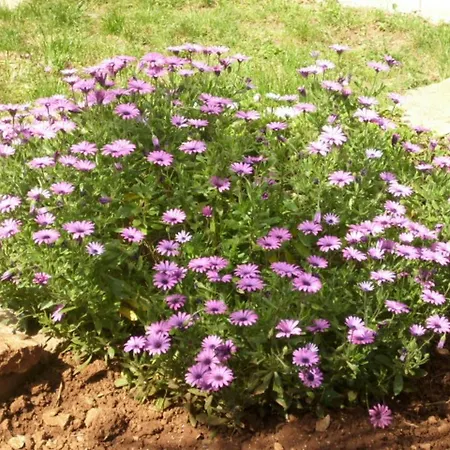 Jovic * Mali Lošinj