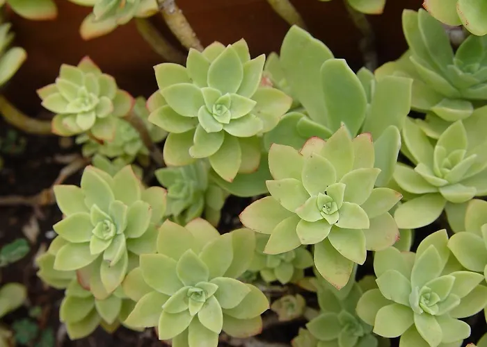 Jovic Apartament Mali Lošinj