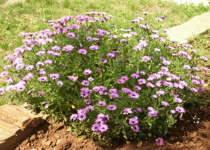 Jovic * Mali Lošinj